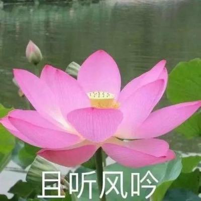 聚焦防汛抗洪丨黑龙江省仍有11座水库超汛限运行